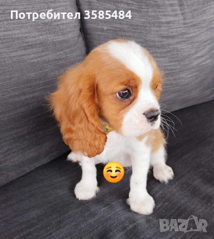 Кавалер Кинг Чарлз шпаньол, снимка 8 - Кавалер кинг чарлз шпаньол - 54469770