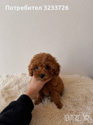 Червен той пудел момиче