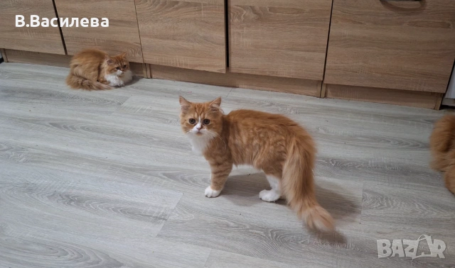 Персийски котета, снимка 9 - Персийска - 53958055