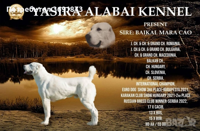 алабайчета 