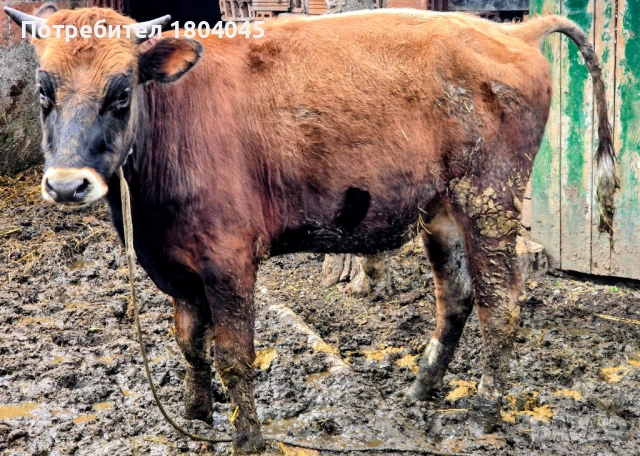 ПРОДАВАМ: 3 мъжки телета (скопени) 4 евро за килограм, общо тегло 1тон, снимка 2 - Крави - 54018971