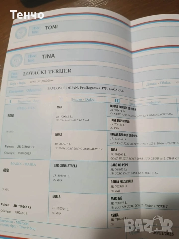 Женски Ягдтериер, снимка 2 - Ягдтериер - 54273999