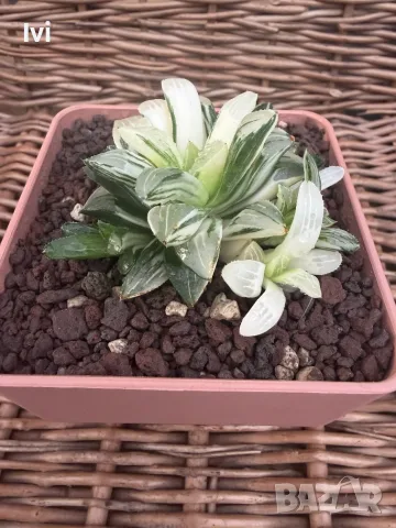 Рядка Вариегатна Хавортия (Haworthia retusa f. variegata) – Колекционерска, снимка 4 - Стайни растения - 55539612