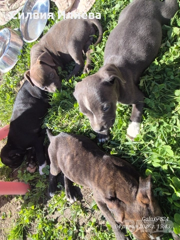 Малки бебета питбули , снимка 2 - Питбул - 54090036