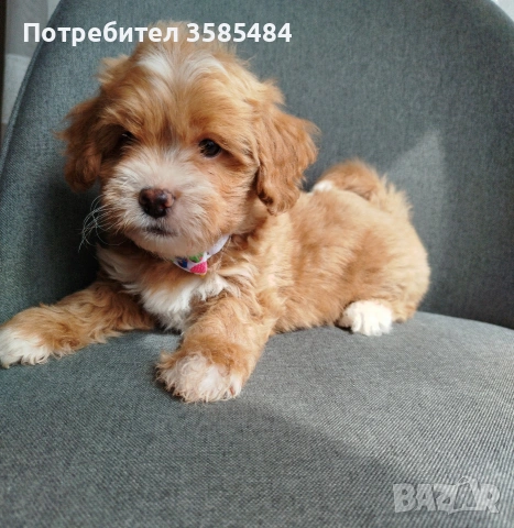 Shih poo/Mini poodle , снимка 3 - Пудели - 54096771