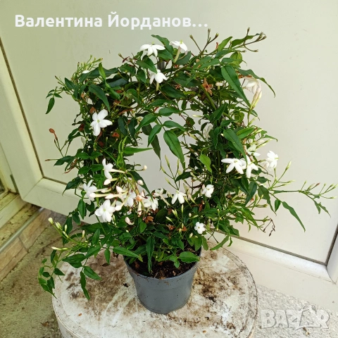 ароматен жасмин 