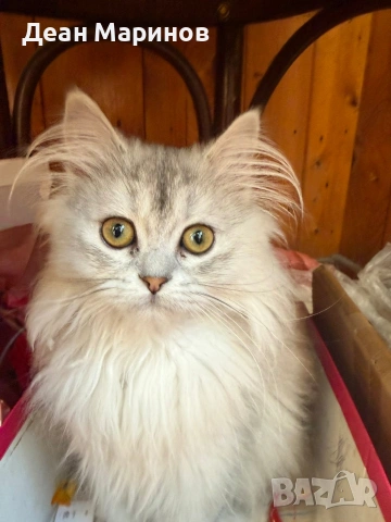 Британска дългокосместа сребърна чинчила, снимка 4 - Чинчили - 54257795