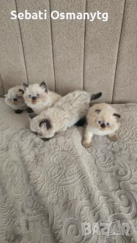 Сладки пухкави котенца, снимка 10 - Чинчили - 54754063