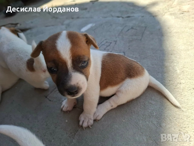 Джак Ръсел Териер , снимка 5 - Джак ръсел териер - 55165300