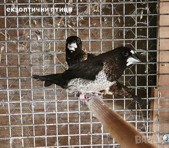 Продавам двойка Японски Амадини , снимка 3 - Амадини - 55165488