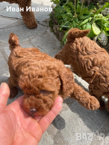 Той мини пудел, снимка 8 - Пудели - 54253460