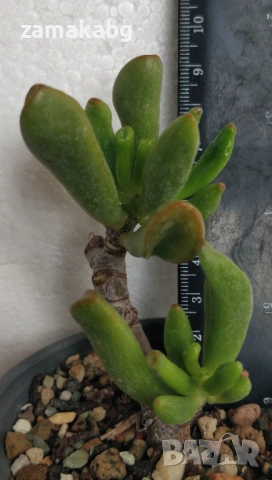 Красула (Crassula argentea Coral, Crassula gollum) сукулент