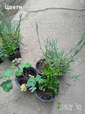 Продавам , снимка 2 - Градински цветя и растения - 54327314
