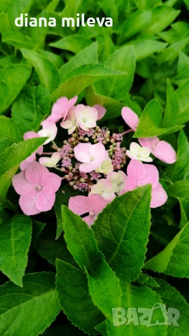 Хортензия Месалина, Hydrangea Messаlina  за сянка !, снимка 6 - Градински цветя и растения - 43401747