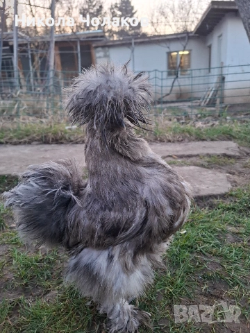 Американски копринки яйца , снимка 11 - Кокошки и пуйки - 54220790