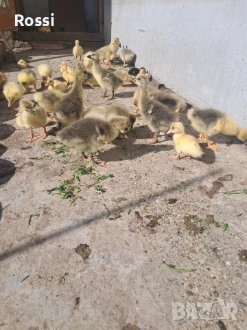 НеМи патета и ГъСета, снимка 4 - Патици и гъски - 54136349