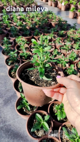 Розова Вероника, Veronica spicata ‘Anniversary Rose’, снимка 9 - Градински цветя и растения - 54139863