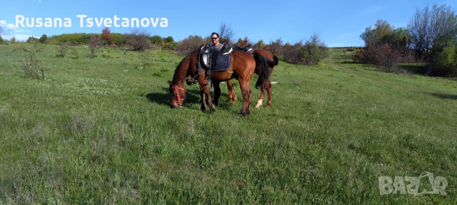 Уроци по конна езда, снимка 9 - Други курсове - 54533126