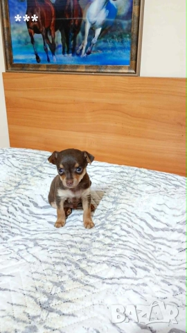 Продавам чихопинчерче