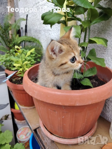 мъжко котенце на 2месеца , снимка 2 - Други - 55216634