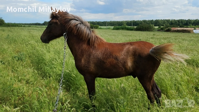 продавам кон, снимка 2 - Коне - 54727929