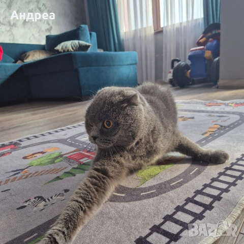 котка шотландска клепоуха , снимка 3 - Британска късокосместа - 55248196