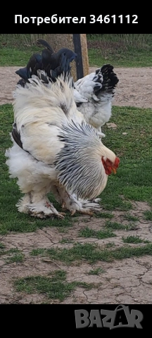 Петли брама, снимка 2 - други­ - 54130766