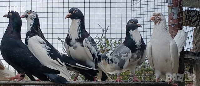 Пазарджишки гълъби , снимка 12 - Гълъби - 54061614