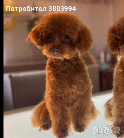 Той /Тйи къп пудел момичета на 1 годинка , снимка 7 - Пудели - 55186565
