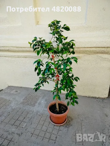Фокус Бенджамин 95 см.