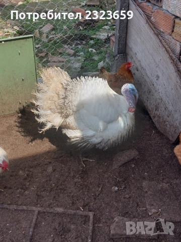 Пилета , снимка 11 - Кокошки и пуйки - 54163977