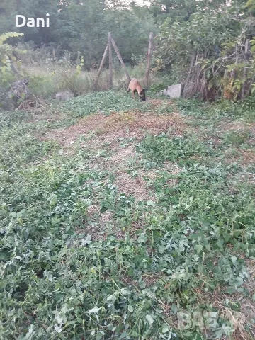 Malinova Belgiska Ovcarka, снимка 11 - Белгийска овчарка - 55553745