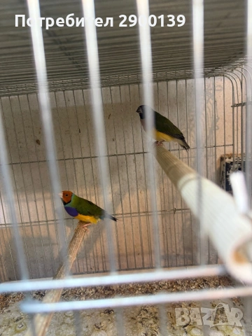 Г, снимка 4 - Амадини - 54155256