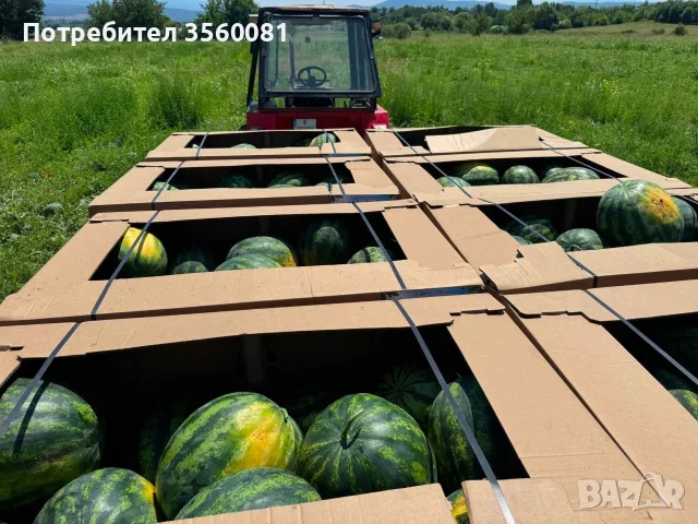 Продаваме диня на едро - сорт: РОМАНЗА ; тел. 0878744855, снимка 4 - Други услуги - 55390564