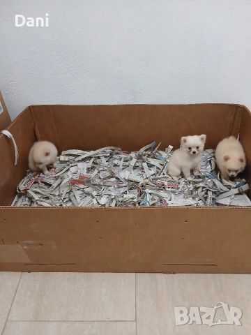 Mini Pomerani, снимка 10 - Померан - 55083566