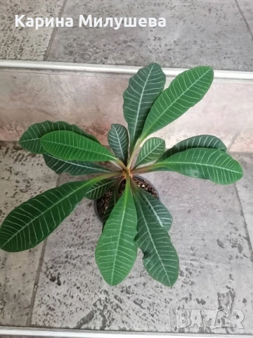 Продавам различни цветя, снимка 7 - Стайни растения - 44843070