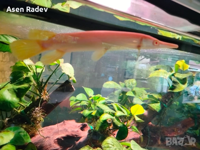Albino Alligator Gar fish., снимка 5 - Рибки - 55052535