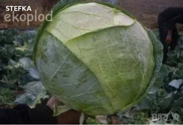 Зеле семена , снимка 7 - Сортови семена и луковици - 53976408