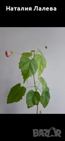 Абутилон, Abutilon Victorian Lady, снимка 3 - Стайни растения - 55610515