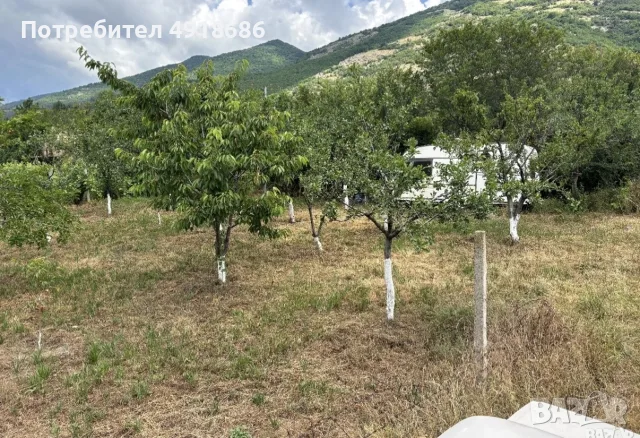 ПРОДАВА СЕ ЛОЗЕ , снимка 9 - Земеделска земя - 55661714