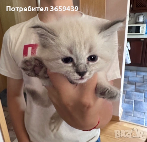 Невска маскарадна котка , снимка 3 - Други - 55002921