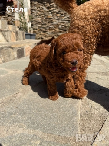 Пудел, снимка 7 - Търси партньор - 54266797