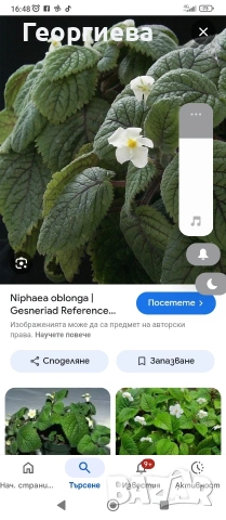 ризоми , снимка 2 - Стайни растения - 51104907