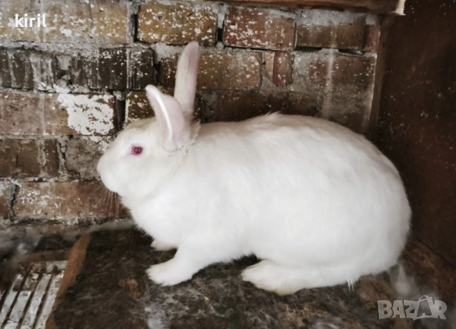 домашни кокошки и зайци , снимка 3 - За птици - 54039367