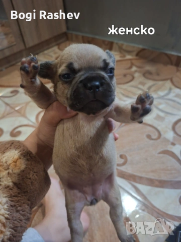Френски булдог 