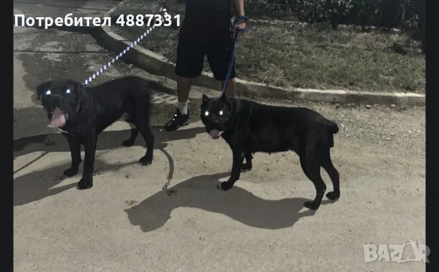 Кане Корсо бебе, снимка 4 - Кане корсо - 55305576