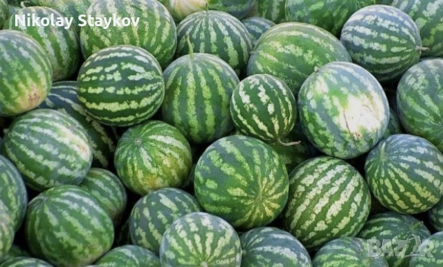 Дини от Любимец