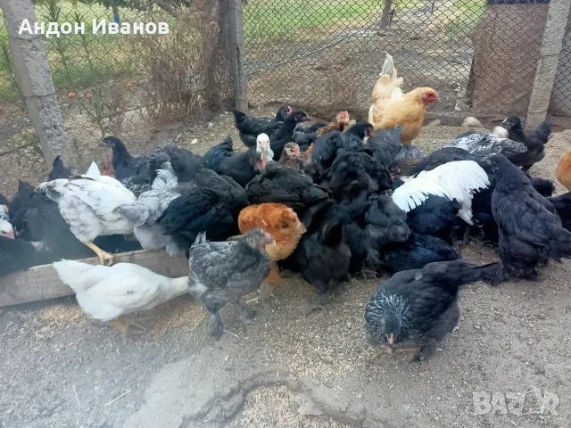 Пиленца(пилета) излюпени на 02.06.2026г.., снимка 3 - други­ - 55062573