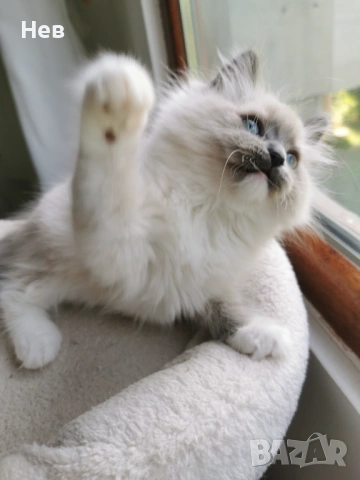 Ragdoll рагдол/регдол  котe , снимка 8 - Други - 51000590