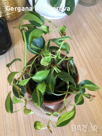 Philodendron Cream Splash , снимка 2 - Стайни растения - 54180366